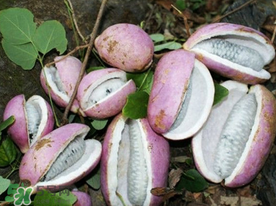 八月瓜多少錢一斤？野香蕉多少錢一斤？