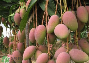 青芒果切開(kāi)沒(méi)熟怎么辦？芒果沒(méi)熟切開(kāi)了怎么辦？