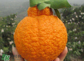 丑橘怎么挑？如何挑選正宗丑橘？