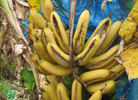 香蕉自己裂開是什么原因？香蕉裂開能吃嗎？