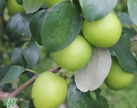 青棗與牛奶棗是轉(zhuǎn)基因水果嗎？青棗和牛奶棗的區(qū)別