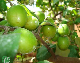 青棗是熱性還是涼性？青棗是涼性的嗎？