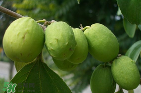 青棗怎么保存？青棗怎么保鮮？