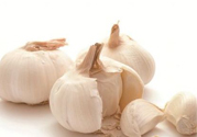 大蒜可以預(yù)防禽流感嗎？預(yù)防禽流感能吃大蒜嗎？