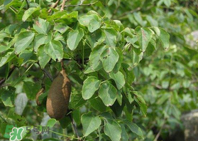 野香蕉可以吃嗎？野香蕉怎么吃？