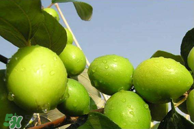 青棗是哪里產(chǎn)的？青棗產(chǎn)地在什么地方？