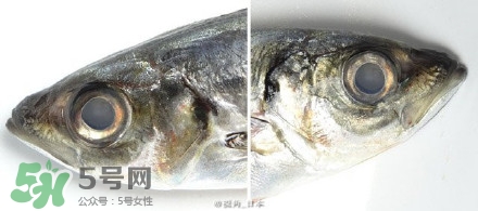 怎么自制死魚眼眼鏡？死魚眼眼鏡哪里買？