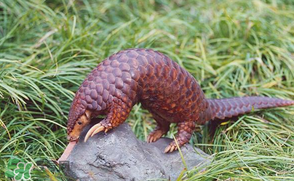 穿山甲好吃嗎？穿山甲怎么做好吃？