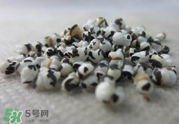 穿山甲下奶怎么吃？穿山甲下奶效果好嗎？