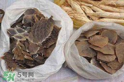 穿山甲下奶怎么吃？穿山甲下奶效果好嗎？