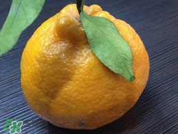 丑八怪是什么水果？丑八怪什么時候上市？