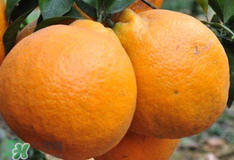 丑八怪是什么水果？丑八怪什么時候上市？