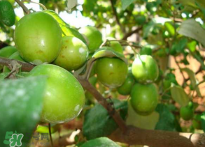 青棗吃多了會(huì)拉肚子嗎？吃青棗為什么會(huì)拉肚子？