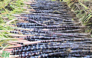 甘蔗要洗嗎？吃甘蔗時(shí)要用鹽水洗嗎？