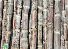 甘蔗發(fā)紅切掉可以吃嗎？甘蔗發(fā)紅切掉能吃嗎？