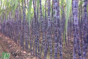 甘蔗為什么會變黑？甘蔗放久了為什么會變黑？