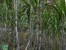 甘蔗為什么會變黑？甘蔗放久了為什么會變黑？