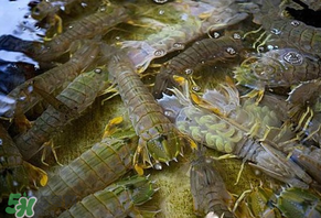 皮皮蝦為什么沒有肉？皮皮蝦為什么里面沒肉？