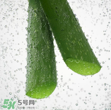 蘆薈面膜的制作方法 蘆薈和什么一起做面膜比較好 蘆薈面膜的制作方法 蘆薈和什么一起做面膜比較好