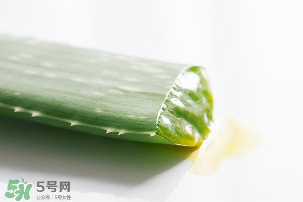 蘆薈面膜的制作方法 蘆薈和什么一起做面膜比較好 蘆薈面膜的制作方法 蘆薈和什么一起做面膜比較好