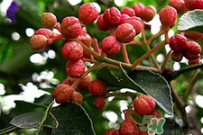 花椒可以泡水喝嗎？花椒泡水喝有什么作用？