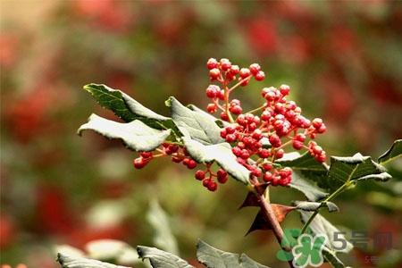 花椒水怎么做？花椒水的功效與作用