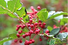 花椒真的能治打呼嚕嗎？花椒水治打呼嚕有效嗎？