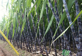 甘蔗皮上白色的是什么？甘蔗上的白霜能吃嗎？