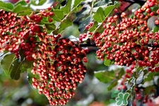 花椒真的能治打呼嚕嗎？花椒水治打呼嚕有效嗎？