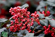 花椒水治腳氣管用嗎？花椒水泡腳可以治腳氣嗎？