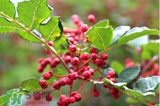 花椒水能治痔瘡嗎？花椒水治痔瘡有效果嗎？