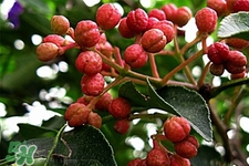 花椒水能治痔瘡嗎？花椒水治痔瘡有效果嗎？