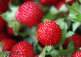 蛇莓多少錢一斤？蛇莓價格