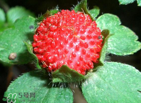 蛇莓多少錢一斤？蛇莓價格