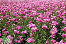 春天開的花有哪些？春天都開什么花？