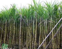 吃甘蔗拉肚子怎么回事？吃甘蔗拉肚子怎么辦？