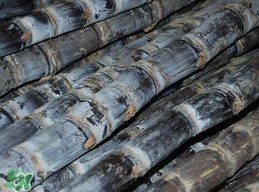 吃甘蔗拉肚子怎么回事？吃甘蔗拉肚子怎么辦？