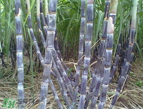 為什么吃甘蔗肚子疼？吃甘蔗為什么會(huì)肚子疼？