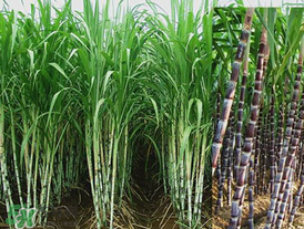 甘蔗里面發(fā)黑能吃嗎？甘蔗里面發(fā)黑是什么原因？