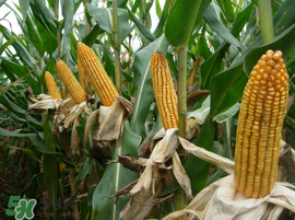 2017年玉米價格多少錢一斤？2017年上半年玉米價格