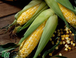 2017年玉米價格多少錢一斤？2017年上半年玉米價格