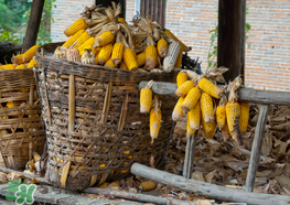 2017年玉米價格多少錢一斤？2017年上半年玉米價格