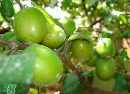 腸胃不好可以吃青棗嗎？有胃病的人能吃青棗嗎？