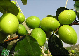 腸胃不好可以吃青棗嗎？有胃病的人能吃青棗嗎？