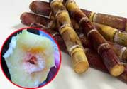 甘蔗發(fā)霉能吃嗎？吃了發(fā)霉的甘蔗怎么辦？