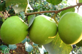 哺乳期可以吃青棗嗎？哺乳期能吃青棗嗎？