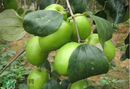 哺乳期可以吃青棗嗎？哺乳期能吃青棗嗎？