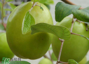 懷孕初期能吃青棗嗎？懷孕初期吃青棗好嗎？