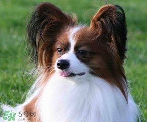 狗狗可以吃青棗嗎？狗狗能不能吃青棗？