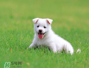 狗狗可以吃青棗嗎？狗狗能不能吃青棗？